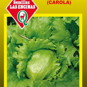 Semillas de Lechuga Great Lakes (Carola) - Sobre para Huerto - Calidad Tradicional para Huerto en Chile