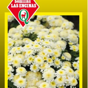 Semillas de Crisantemo Blanco Enano - Sobre para Huerto - Calidad Tradicional para Huerto en Chile