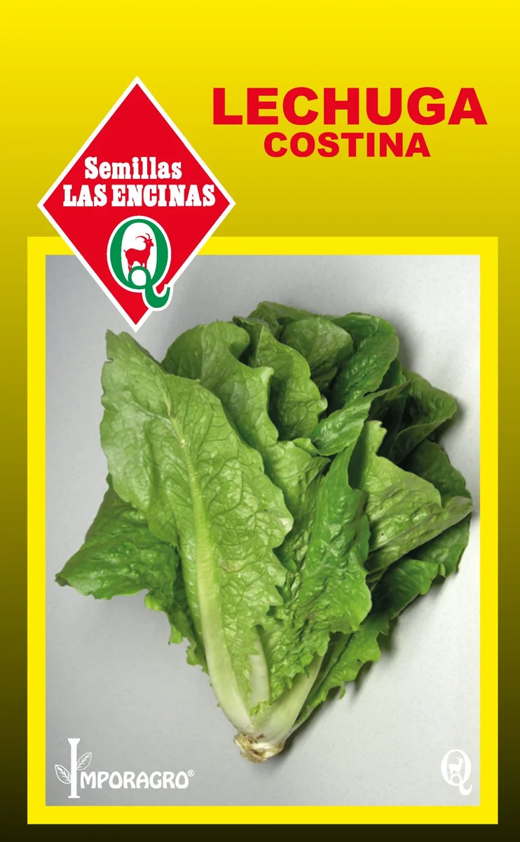 Semillas de Lechuga Costina - Sobre para Huerto - Calidad Tradicional para Huerto en Chile