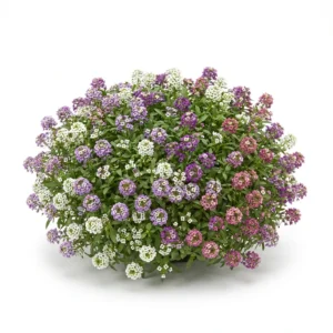 Semillas de Alysum Colores Variados - Planta florecida con colores vivos sobre fondo blanco puro para catálogo de semillas Cultivarte