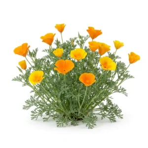 Planta de Dedal de Oro Eschscholzia californica florecida y desarrollada sobre fondo blanco puro para el catálogo Cultivarte de flores.