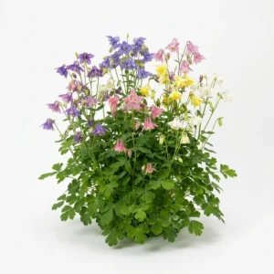 Semillas de Aquilegia Colores Variados - Planta florecida con colores vivos sobre fondo blanco puro para catálogo de semillas Cultivarte