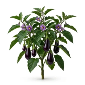 Semillas de Berenjena - Planta de hortaliza desarrollada sobre fondo blanco puro para catálogo de semillas Cultivarte (Solanum melongena)