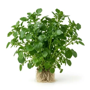Semillas de Berros - Mata de hierba aromática fresca sobre fondo blanco puro para catálogo de semillas Cultivarte (Nasturtium officinale)