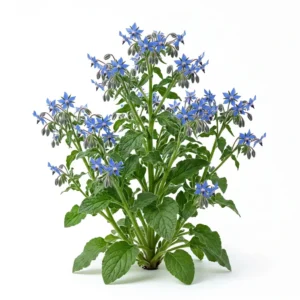 Semillas de Borraja - Mata de hierba aromática fresca sobre fondo blanco puro para catálogo de semillas Cultivarte (Borago officinalis)