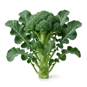 Semillas de Broccoli - Planta de hortaliza desarrollada sobre fondo blanco puro para catálogo de semillas Cultivarte (Brassica oleracea var. italica)