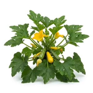 Semillas de Calabacines Surtidos - Planta florecida con colores vivos sobre fondo blanco puro para catálogo de semillas Cultivarte