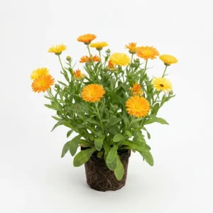 Semillas de Calendula (Chinita) - Planta florecida con colores vivos sobre fondo blanco puro para catálogo de semillas Cultivarte
