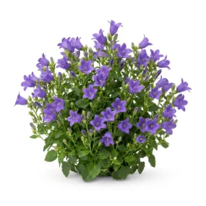 Semillas de Campanula (Farolito) - Planta florecida con colores vivos sobre fondo blanco puro para catálogo de semillas Cultivarte