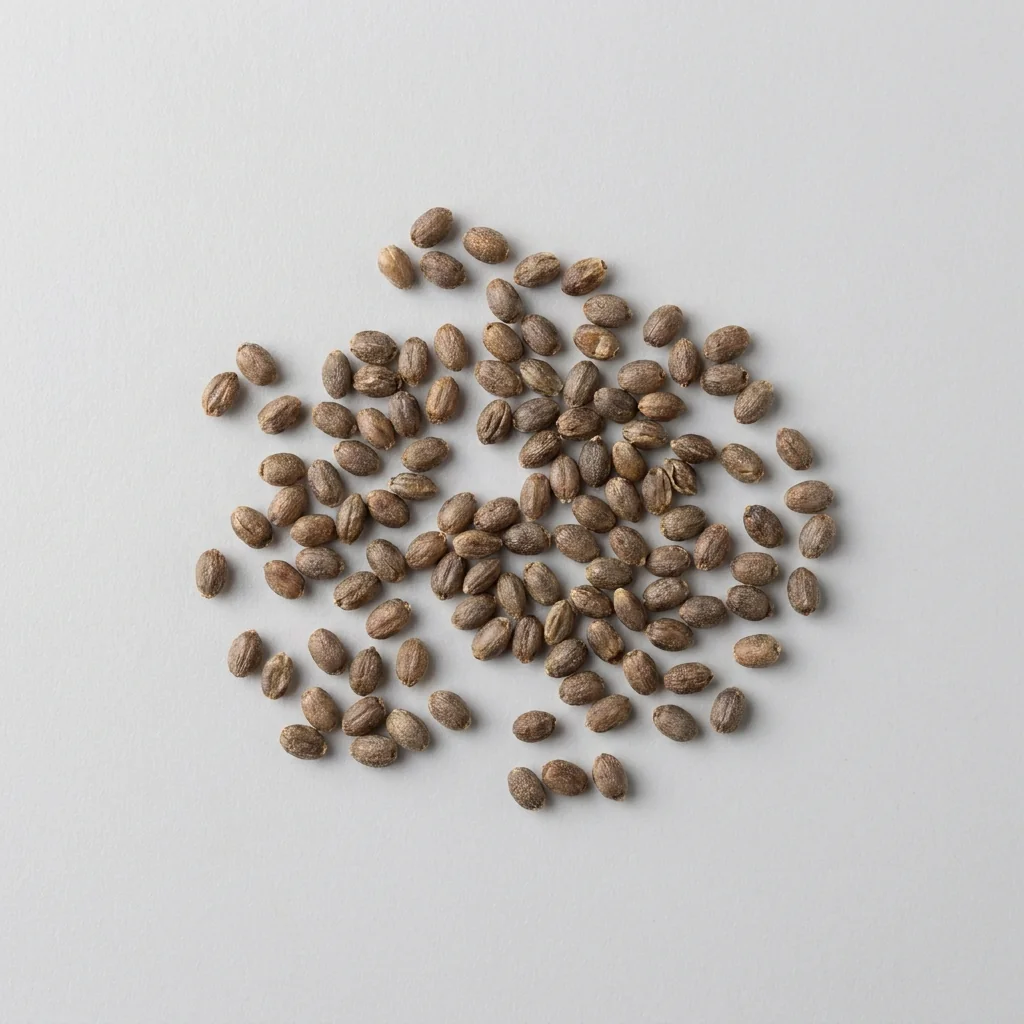 Semillas seleccionadas de Campanula (Farolito) de alto poder germinativo sobre superficie limpia, mostrando calibre y textura real para siembra