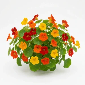 Semillas de Capuchina Doble Colores Variados - Planta florecida con colores vivos sobre fondo blanco puro para catálogo de semillas Cultivarte