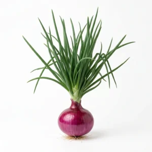 Semillas de Cebolla Morada de Guarda - Planta de hortaliza desarrollada sobre fondo blanco puro para catálogo de semillas Cultivarte (Allium cepa)