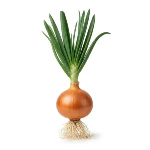 Semillas de Cebolla Valenciana de Guarda - Planta de hortaliza desarrollada sobre fondo blanco puro para catálogo de semillas Cultivarte (Allium cepa)
