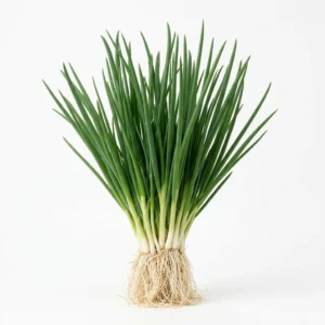 Semillas de Cebollin para Tierno - Planta de hortaliza desarrollada sobre fondo blanco puro para catálogo de semillas Cultivarte (Allium fistulosum)