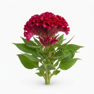 Semillas de Celosia Cresta de Gallo - Planta florecida con colores vivos sobre fondo blanco puro para catálogo de semillas Cultivarte