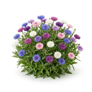 Semillas de Centaurea Variada Doble - Planta florecida con colores vivos sobre fondo blanco puro para catálogo de semillas Cultivarte