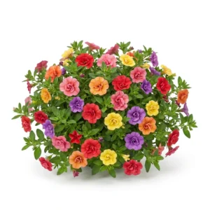 Semillas de Clarines Dobles Colores Variados - Planta florecida con colores vivos sobre fondo blanco puro para catálogo de semillas Cultivarte