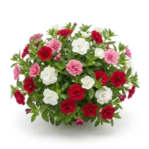 Planta completa de Clavelina China Doble Variada Dianthus chinensis florecida sobre fondo blanco puro para catálogo Cultivarte Chile.