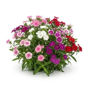 Planta completa florecida de Clavelina Japonesa Colores Variados Dianthus chinensis sobre fondo blanco puro para catálogo Cultivarte. Semillas para huerto.