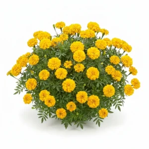 Semillas de Clavelon Alto - Planta florecida con colores vivos sobre fondo blanco puro para catálogo de semillas Cultivarte