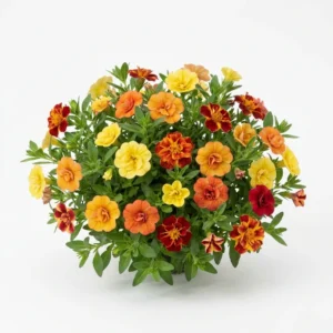 Planta completa de clavelon enano doble variado Tagetes patula florecida y desarrollada sobre fondo blanco puro para catalogo Cultivarte de semillas para huerto en Chile.