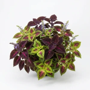 Planta completa de Coleus Colores Variados Plectranthus scutellarioides desarrollada sobre fondo blanco para catálogo Cultivarte Chile.