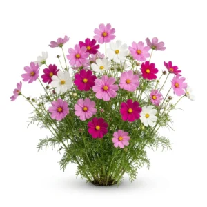Planta completa florecida de Cosmos Sensacion Cosmos bipinnatus sobre fondo blanco puro para catálogo Cultivarte en Chile.