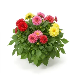Planta completa de Dalia Decorativa Dahlia pinnata florecida y desarrollada sobre fondo blanco puro para catálogo Cultivarte en Chile.