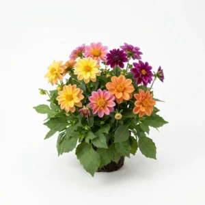 Planta completa de Dalia Enana Colores Variados Dahlia pinnata florecida sobre fondo blanco puro para catálogo Cultivarte.