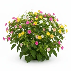 Planta completa de Diego de la Noche Colores Variados Mirabilis jalapa florecida sobre fondo blanco para catálogo Cultivarte Chile.