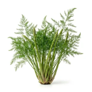 Semillas de Esparragos - Planta de hortaliza desarrollada sobre fondo blanco puro para catálogo de semillas Cultivarte (Asparagus officinalis)