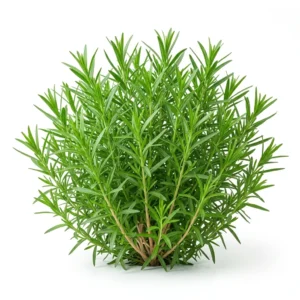 Semillas de Estragon - Mata de hierba aromática fresca sobre fondo blanco puro para catálogo de semillas Cultivarte (Artemisia dracunculus)
