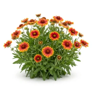 Semillas de Gallardia - Planta florecida con colores vivos sobre fondo blanco puro para catálogo de semillas Cultivarte