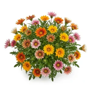 Semillas de Gazania Colores Variados - Planta florecida con colores vivos sobre fondo blanco puro para catálogo de semillas Cultivarte