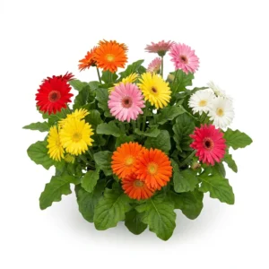 Planta completa de Gerbera jamesonii con flores de colores variados sobre fondo blanco puro para catálogo Cultivarte. Semillas de Gerbera Colores Variados.