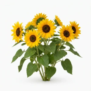 Planta completa florecida de Girasol Sungold Helianthus annuus sobre fondo blanco puro para catálogo Cultivarte en Chile.