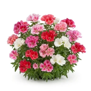 Planta completa de Godetia Doble Colores Variados Clarkia amoena florecida sobre fondo blanco puro para catálogo Cultivarte Chile.