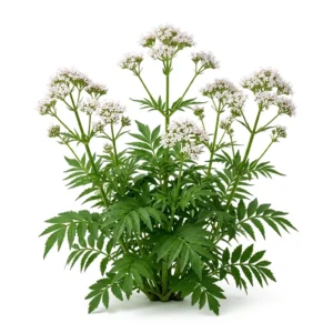 Semillas de Hierba del Gato - Planta florecida con colores vivos sobre fondo blanco puro para catálogo de semillas Cultivarte (Nepeta cataria)