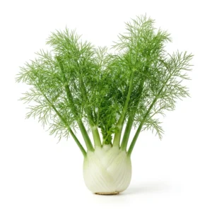 Semillas de Hinojo - Planta de hortaliza desarrollada sobre fondo blanco puro para catálogo de semillas Cultivarte (Foeniculum vulgare)