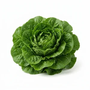 Semillas de Lechuga Costina - Planta de hortaliza desarrollada sobre fondo blanco puro para catálogo de semillas Cultivarte (Lactuca sativa)