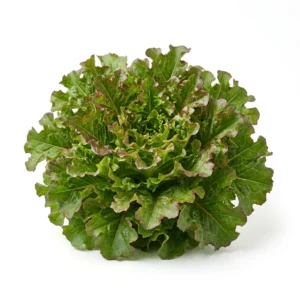 Semillas de Lechuga Hoja de Roble Salad Bowl - Planta de hortaliza desarrollada sobre fondo blanco puro para catálogo de semillas Cultivarte (Lactuca sativa)
