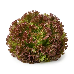 Semillas de Lechuga Lollo Rubia - Planta de hortaliza desarrollada sobre fondo blanco puro para catálogo de semillas Cultivarte (Lactuca sativa)