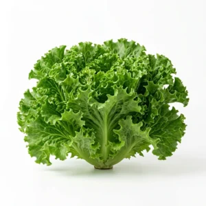 Semillas de Lechuga Milanesa - Planta de hortaliza desarrollada sobre fondo blanco puro para catálogo de semillas Cultivarte (Lactuca sativa)