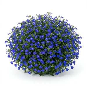 Semillas de Lobelia - Planta florecida con colores vivos sobre fondo blanco puro para catálogo de semillas Cultivarte (Lobelia erinus)