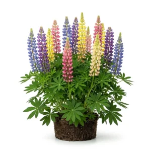 Semillas de Lupinus Colores Variados - Planta florecida con colores vivos sobre fondo blanco puro para catálogo de semillas Cultivarte (Lupinus polyphyllus)