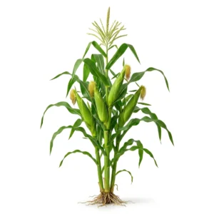 Semillas de Maíz Dulce - Planta de hortaliza desarrollada sobre fondo blanco puro para catálogo de semillas Cultivarte (Zea mays)