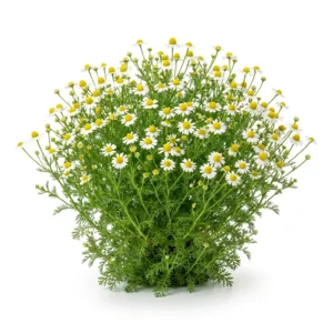Semillas de Manzanillon (Margarita) - Planta florecida con colores vivos sobre fondo blanco puro para catálogo de semillas Cultivarte (Leucanthemum maximum)