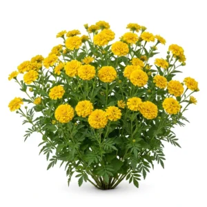 Semillas de Maravilla Lemon Queen - Planta florecida con colores vivos sobre fondo blanco puro para catálogo de semillas Cultivarte (Helianthus annuus)