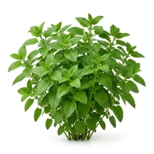 Semillas de Melisa - Mata de hierba aromática fresca sobre fondo blanco puro para catálogo de semillas Cultivarte (Melissa officinalis)