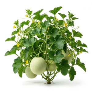 Semillas de Melon Honey Dew (Tuna) - Planta de hortaliza desarrollada sobre fondo blanco puro para catálogo de semillas Cultivarte (Cucumis melo)